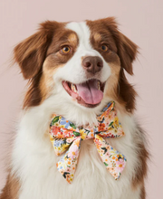 Load image into Gallery viewer, Rifle Paper Co. x TFD Marguerite Lady Dog Bow