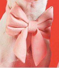 Load image into Gallery viewer, Blush Pink Velvet Lady Dog Bow