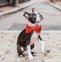Load image into Gallery viewer, Cranberry Velvet Bow tie
