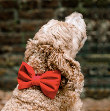 Load image into Gallery viewer, Cranberry Velvet Bow tie