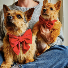 Load image into Gallery viewer, Cranberry Velvet Bow tie
