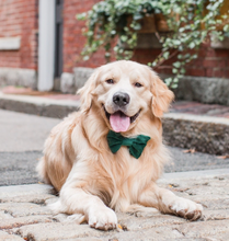 Load image into Gallery viewer, Forest Green Velvet Bow Tie