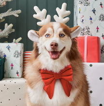 Load image into Gallery viewer, Cranberry Velvet Lady Dog Bow