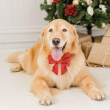 Load image into Gallery viewer, Cranberry Velvet Lady Dog Bow