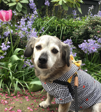 Load image into Gallery viewer, Gingham Hearts Shirt