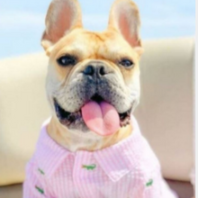 Load image into Gallery viewer, Pink Stripe Alligator Shirt