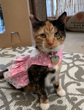 Load image into Gallery viewer, Pink Polka Dot and Lace Dog Dress Set with Leash