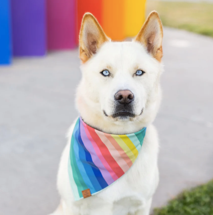 Over the Rainbow Dog Bandana - The Foggy Dog