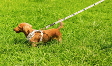 Load image into Gallery viewer, The Runway Collection Dog Leash- Champs &amp; Treats
